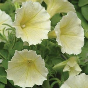 Petunia Madness Yellow (6-06 Pack)