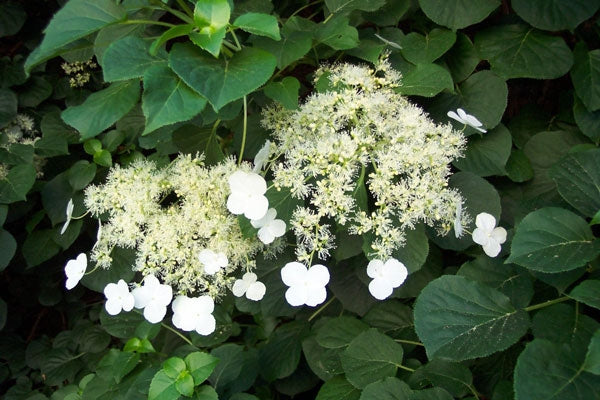 hydrangea anomala ‘petiolaris’  CLIMBING HYDRANGEA
