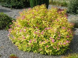 spirea bumalda ‘gold mound’ GOLD MOUND SPIREA