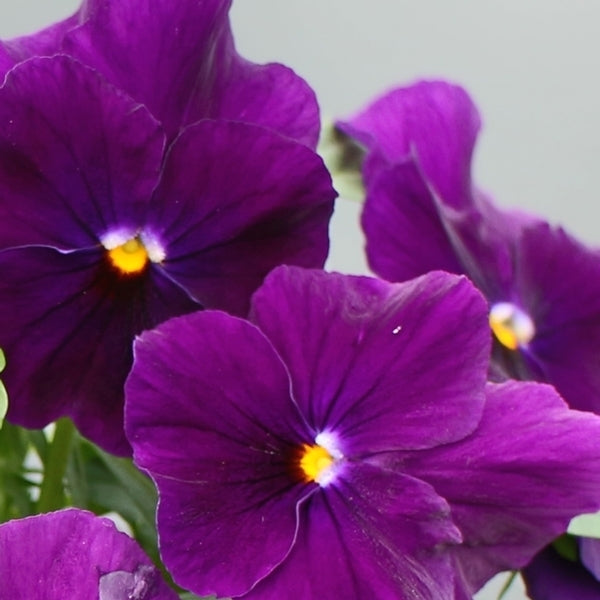 Viola Colormax Clear Purple