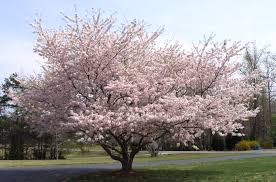 prunus yedoensis ‘Yoshino’ YOSHINO FLOWERING CHERRY