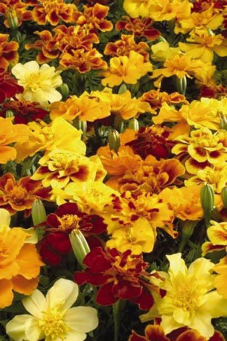 Marigold Safari Mix (6-06 Pack) (Shipped)