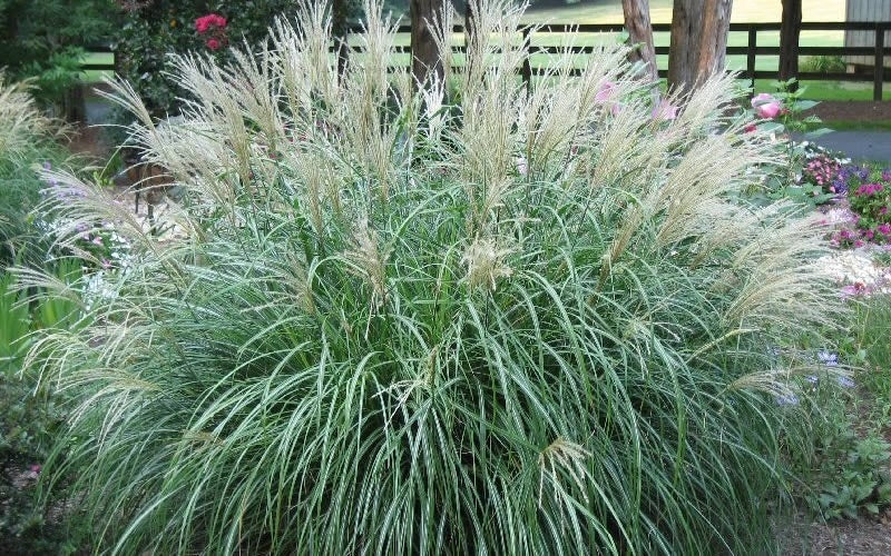 miscanthus sinensis ‘gracillimus’ MAIDEN GRASS