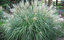 Load image into Gallery viewer, miscanthus sinensis ‘gracillimus’ MAIDEN GRASS