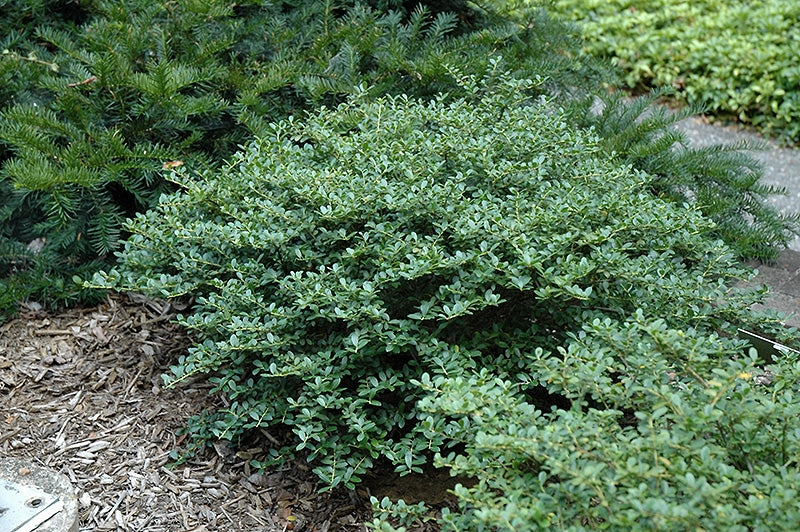 ilex crenata ‘helleri’ HELLERI JAPANESE HOLLY