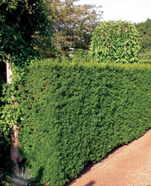 YEW HICKS (5 gallon) taxus media ‘hicksii’