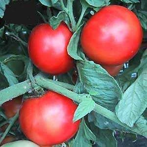 Tomato Early Girl (12-04 Pack)