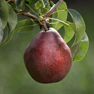 Pear Red D'Anjou Tree