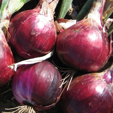 Onion Ruby (12-04 Pack)
