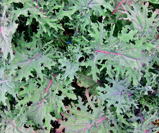 Kale Red Russian (8-04 pack)