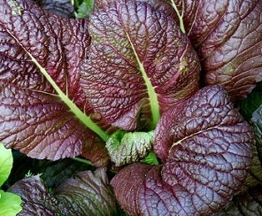 Red Giant Mustard