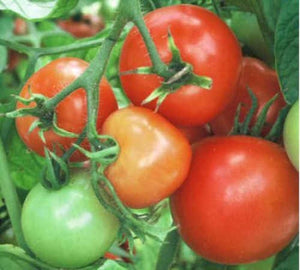 Tomato Better Bush (3.5")