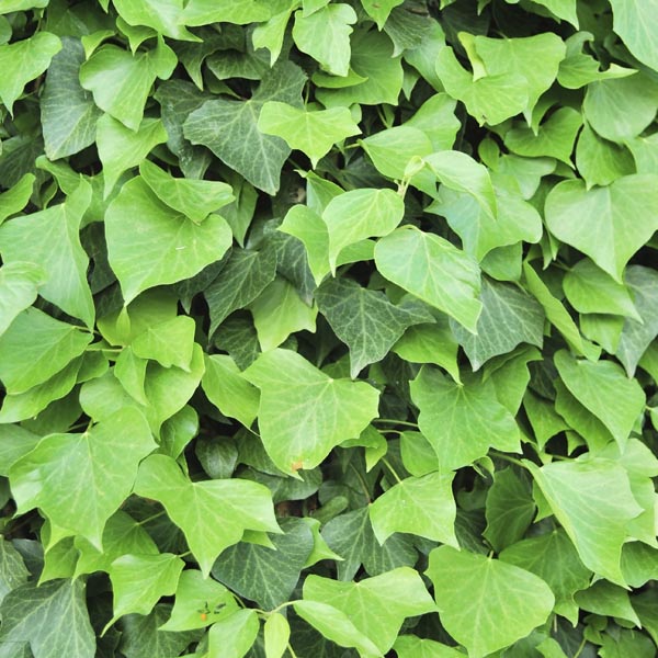Ivy Algerian Hedera (4" Pot) (SHIPPED)