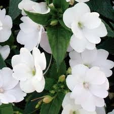 Sunpatiens Compact White (4.5" Pot)
