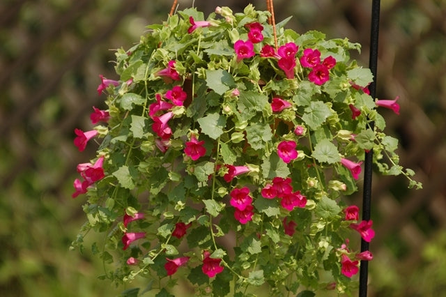 Lofos Rose Lophospermum