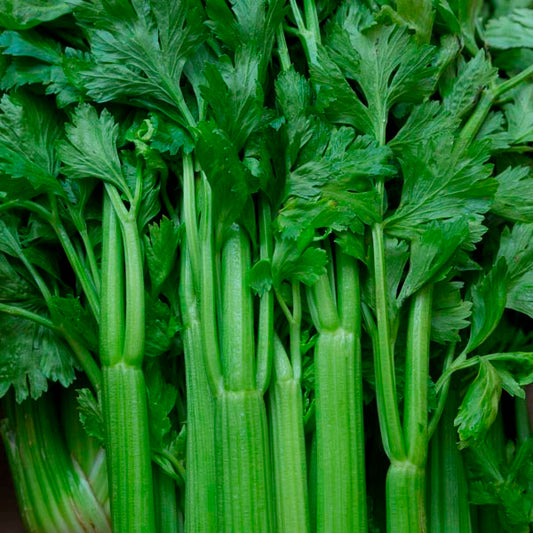 Celery Tango (12-04 Pack) (Shipped)