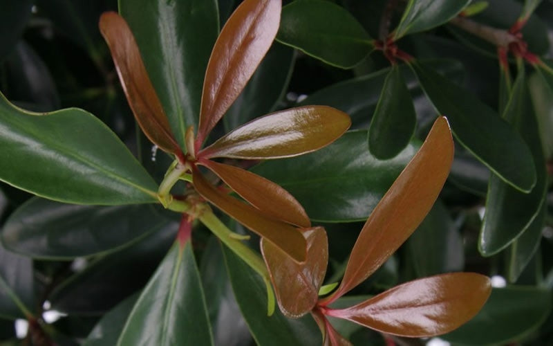 ternstroemia gymnanthera 'contherann' PP11737’CLEYERA LEANN