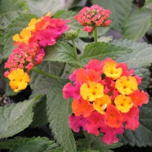 Lantana Bandana Black Cherry (4.5" Pot)