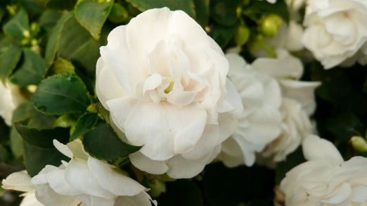 Impatiens Double Glimmer White (4.5" Pot)