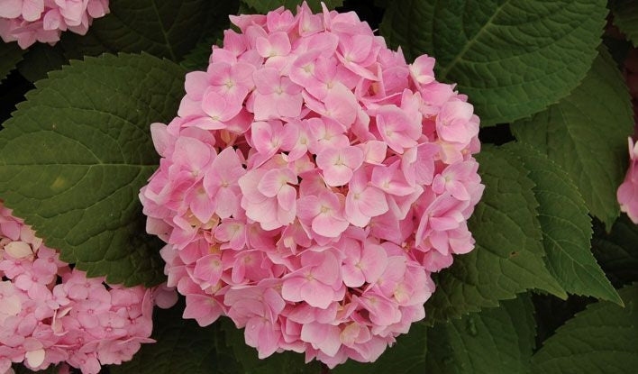 hydrangea macrophylla ‘mini penny’ MINI PENNY HYDRANGEA