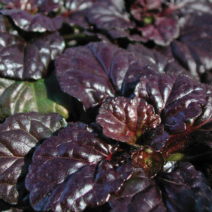 Ajuga Black Scallop (2.5")