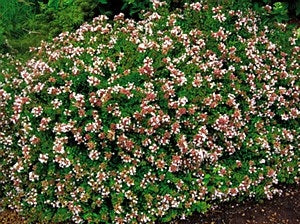 abelia x 'Rose Creek' ROSE CREEK ABELIA