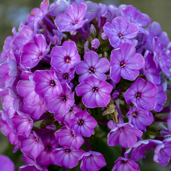 Phlox Flame Purple w/ Eye