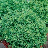 Basil Spicy Globe (4") (Shipped)