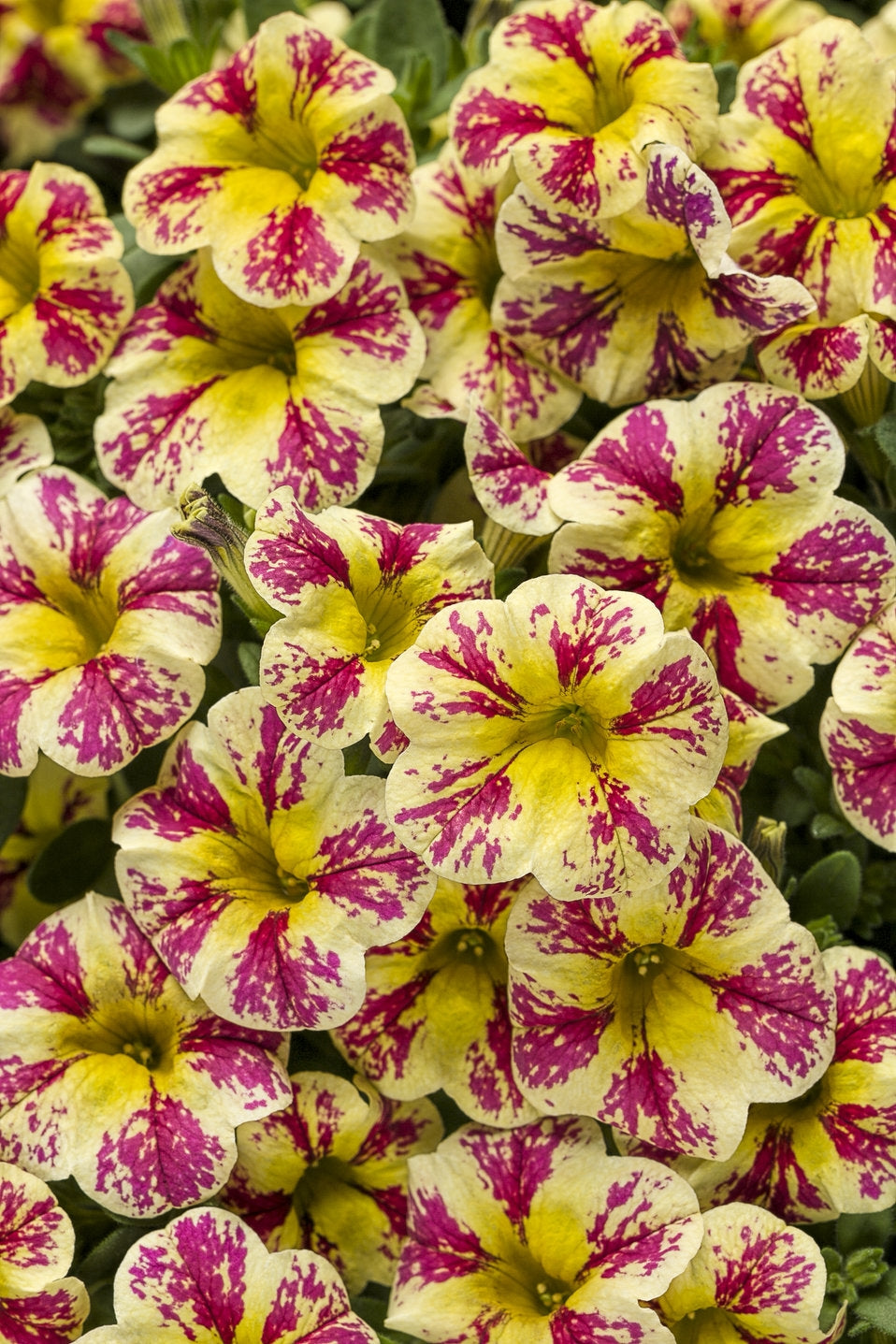 Holy Moly Calibrachoa