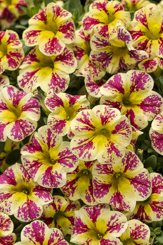 Holy Moly Calibrachoa