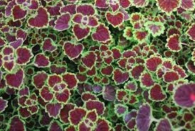 Coleus Burgundy Wedding Train (4.5" Pot)