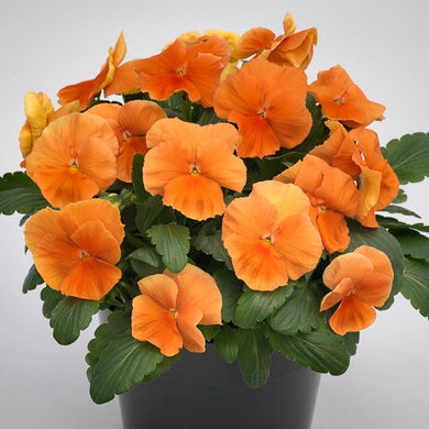 Grandio Clear Orange
