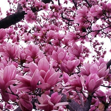 Load image into Gallery viewer, magnolia kobus x ‘jane’ JANE MAGNOLIA