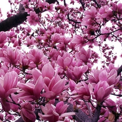 magnolia kobus x ‘jane’ JANE MAGNOLIA