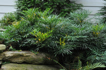 Load image into Gallery viewer, mahonia eurybracteata 'Soft Caress' SOFT CARESS MAHONIA