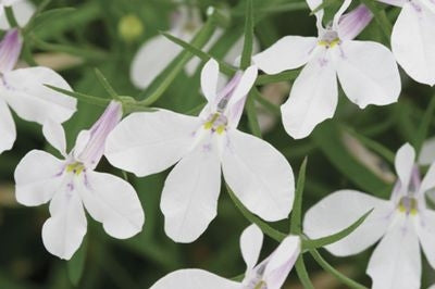 Lobelia Techno Heat White (4.5" Pot)