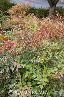 Heavenly Bamboo Nandina (3 Gallon) - Upright Evergreen with