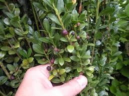 ilex crenata ‘sky pencil’  SKY PENCIL HOLLY