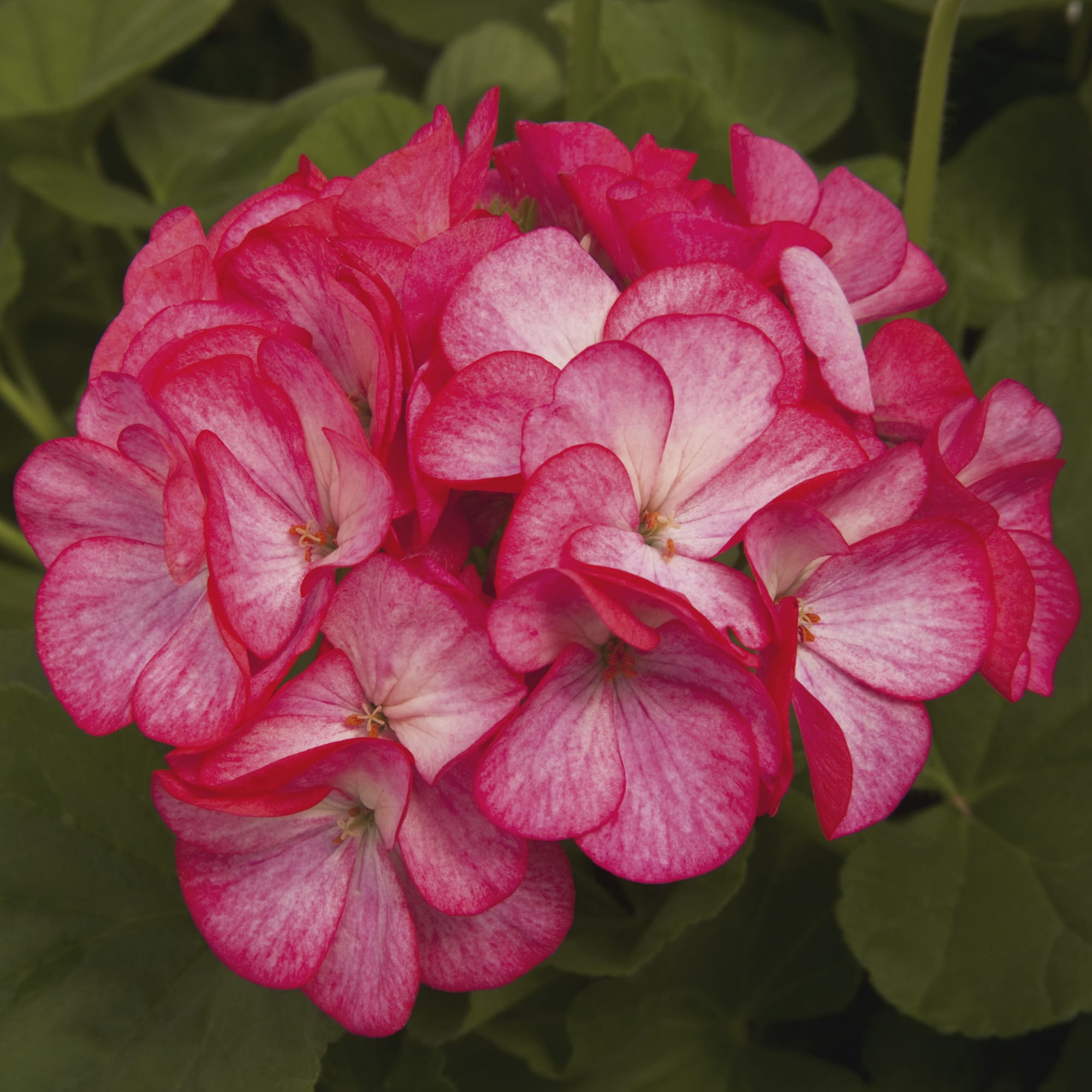 Geranium Pinto Violet (4