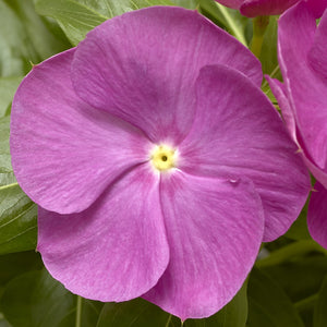 Vinca Cora XDR Orchid (4.5" Pot)