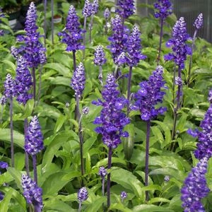 Salvia Velocity Blue (4.5" Pot)