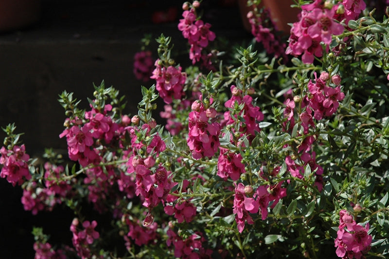 Alonia Big Dark Pink Angelonia