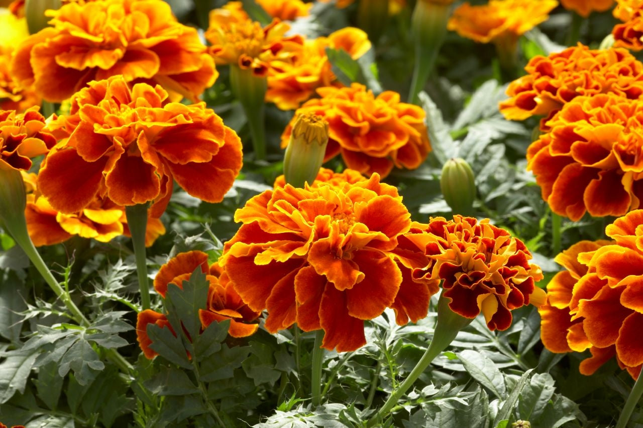 Marigold Safari Scarlet (6-06 Pack) (Shipped)