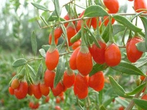lyceum barbarum GOJI BERRY