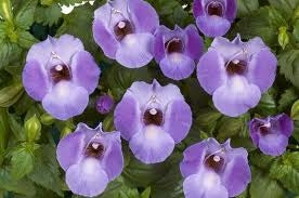 Torenia Moon Blue (4.5 Pot)