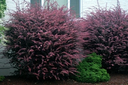 berberis thunbergii ‘rosy glow’ ROSY GLOW BARBERRY
