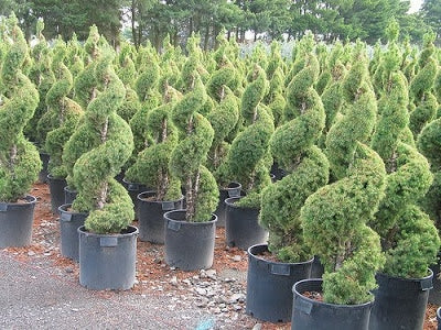 picea glauca ‘conica’ DWARF ALBERTA SPRUCE (SPIRAL)
