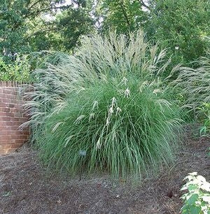 miscanthus sinensis ‘little kitten’  LITTLE KITTEN MISCANTHUS GRASS