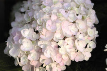 Load image into Gallery viewer, hydrangea macrophylla ‘blushing bride’ ENDLESS SUMMER BLUSHING BRIDE HYDRANGEA