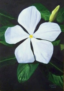 Vinca Pacifica White (6-06 Pack)